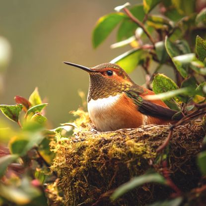 rufous hummingbird sitting in nest in tree
