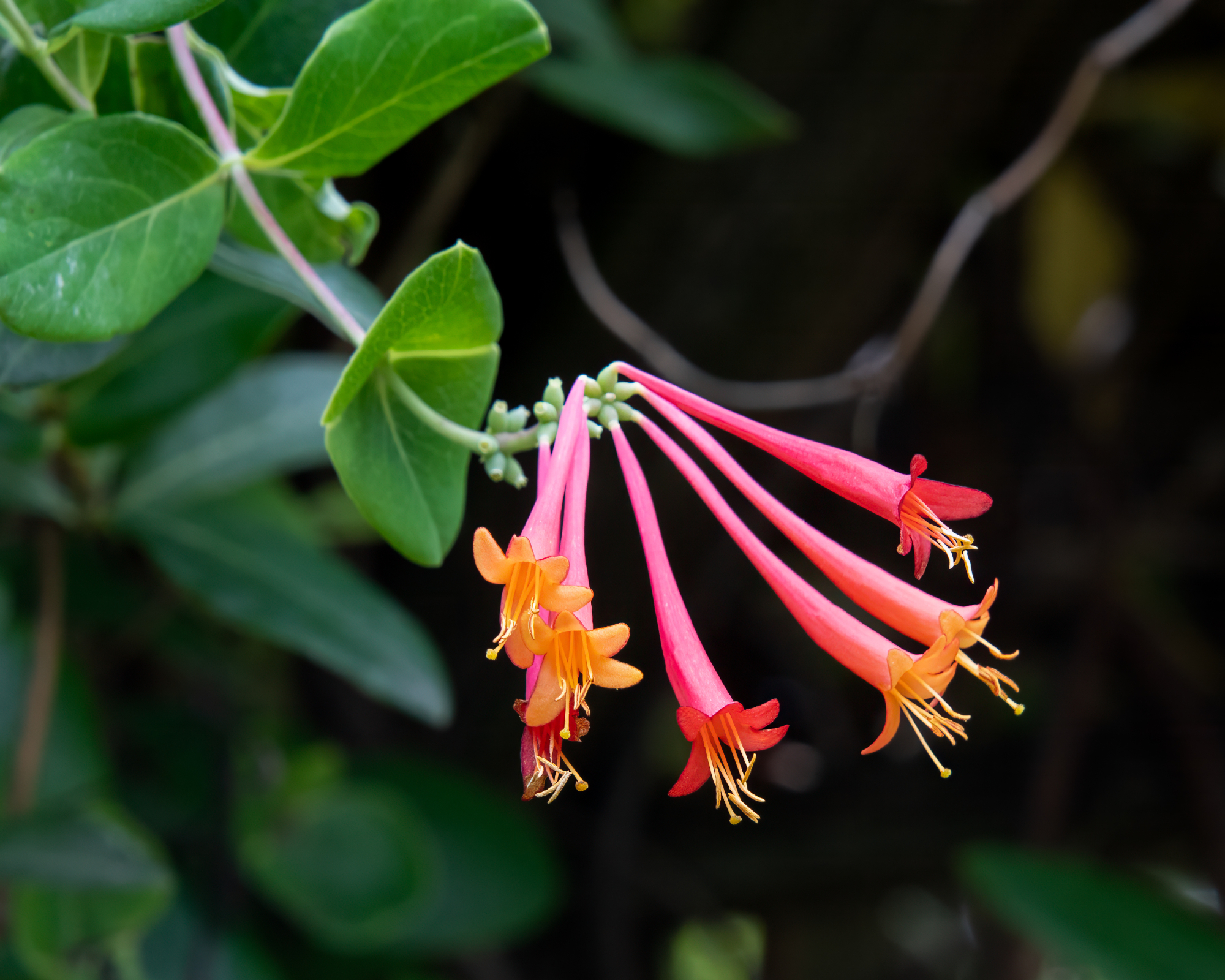 Vibrant red trumpet honeysuckle