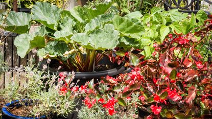 Rhubarb growing in pots in a potager garden