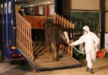 Amersham_horse_arriving_at_ILPH.JPG