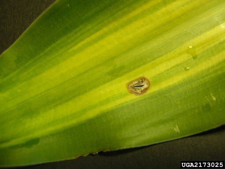 Diseased Dracaena Plant Leaf