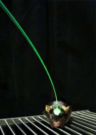 Light is beamed to the target neurons of a laboratory mouse via a fiber cable that is implanted in its brain.