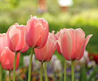 Peach and pink tulips in bloom