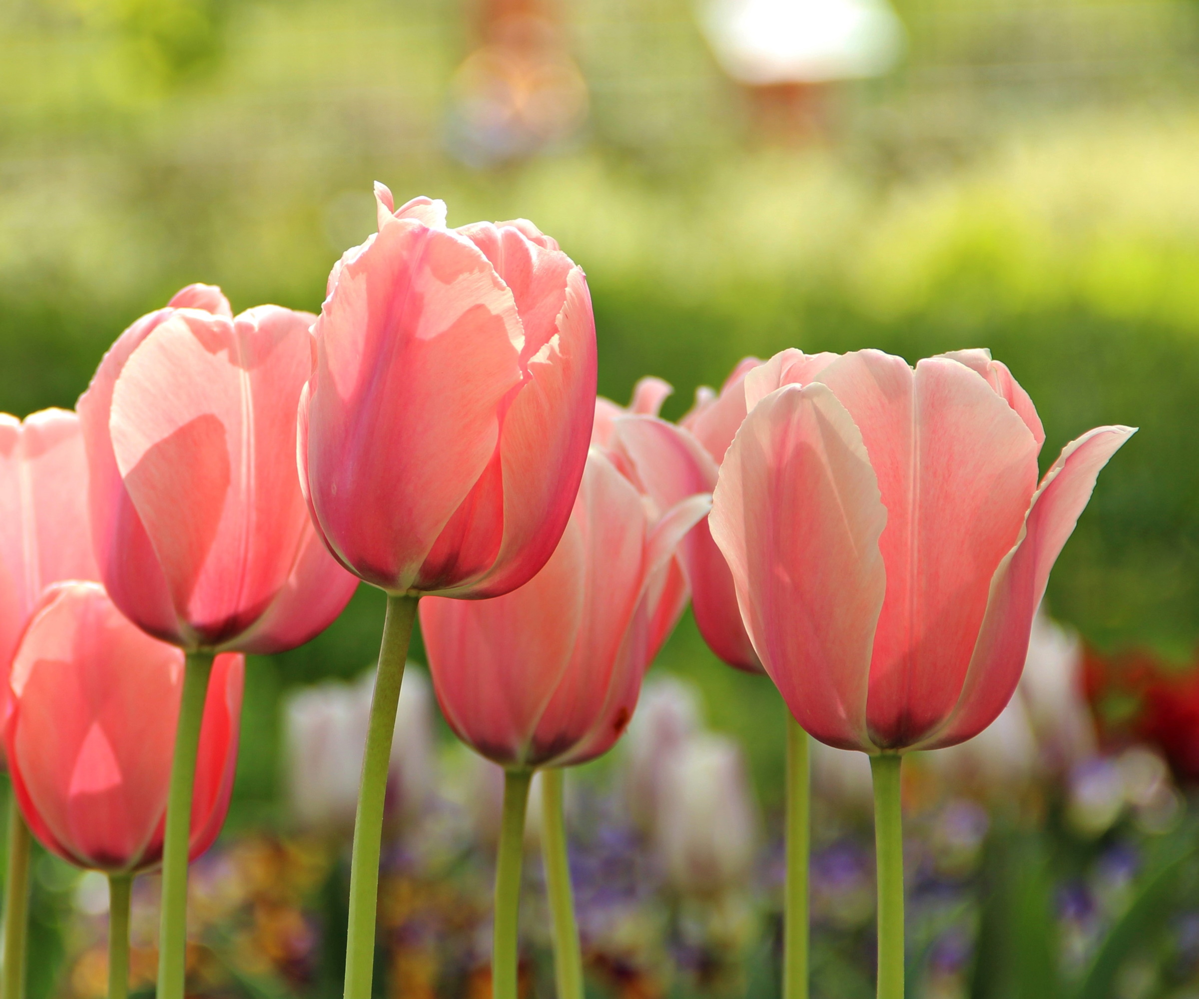 Peach and pink tulips in bloom