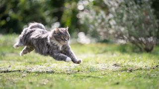 Cat sprinting across lawn