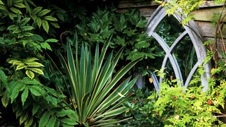 Gray mirror reflects light in shade garden, with plants and hedges in front of it