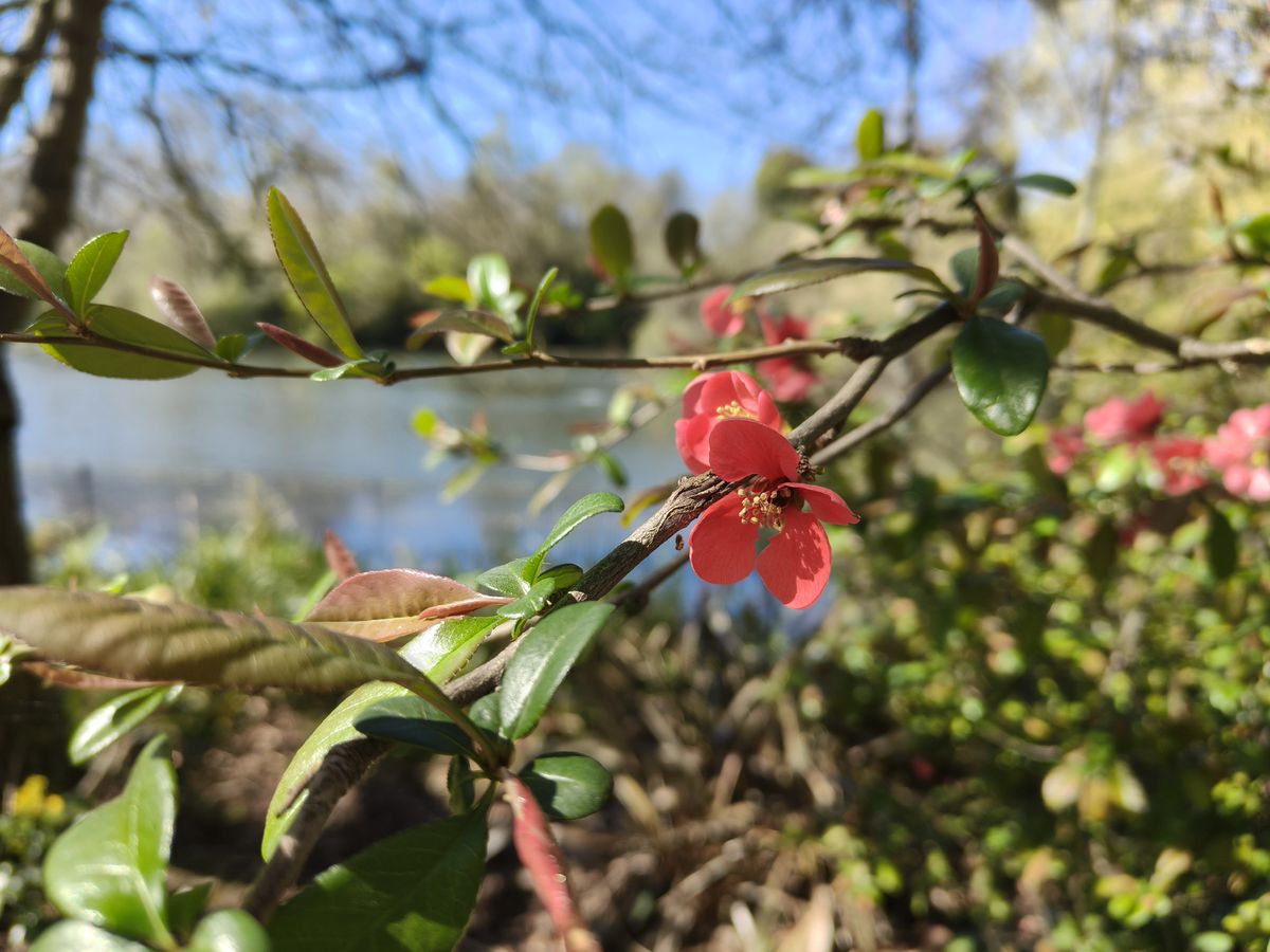 Oppo Reno 13 Pro camera sample