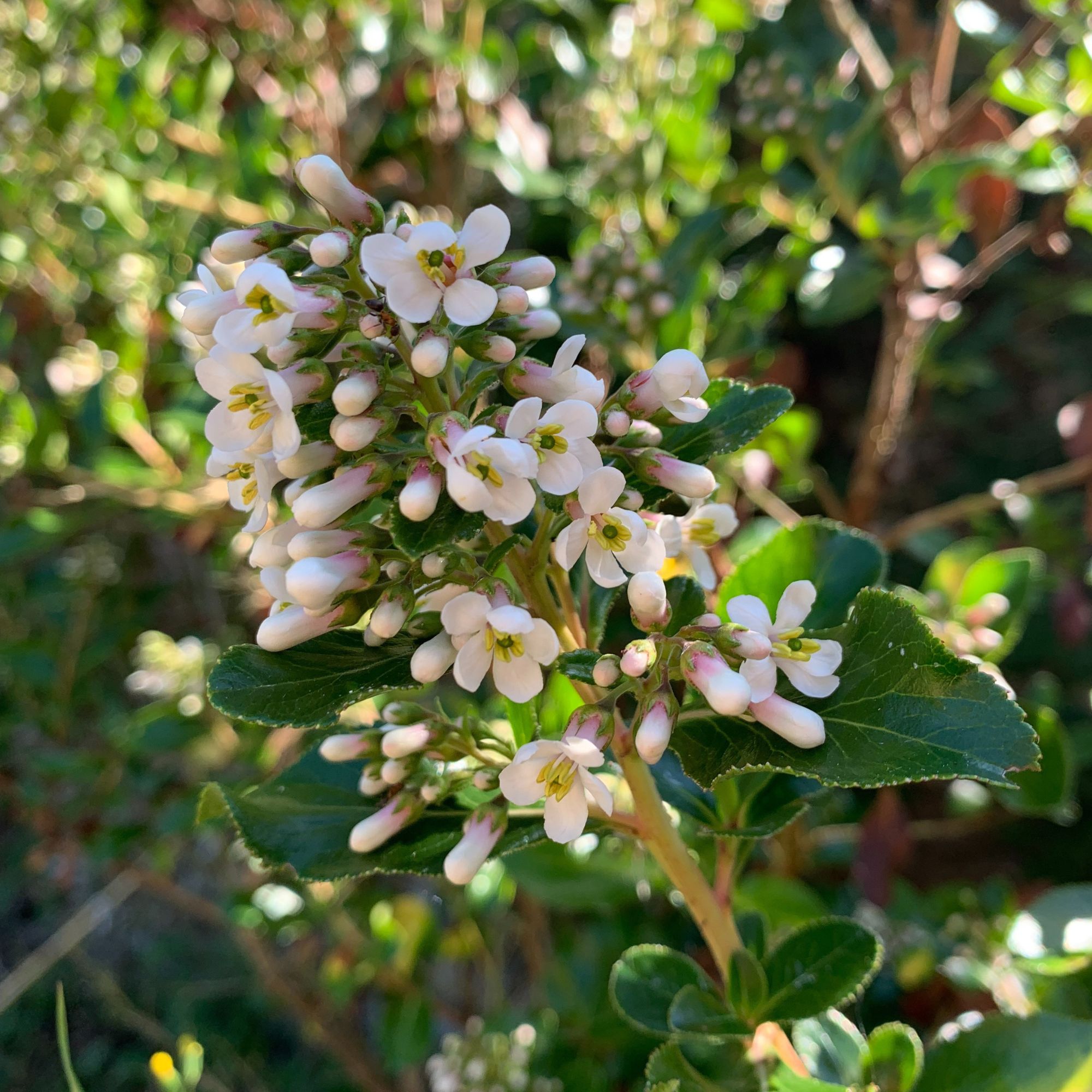 Flowering escallonia