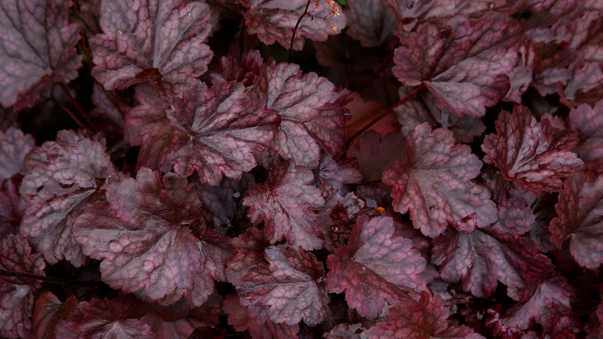 purple heuchera leaves