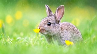 rabbit smelling a buttercup