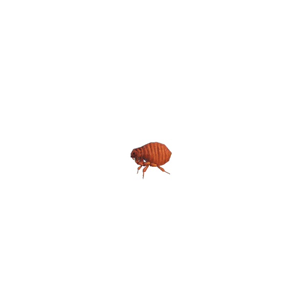 Animal Crossing New Horizons Flea