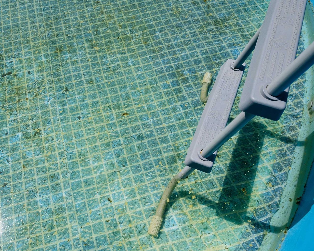 Mustard algae in a pool simple steps to get rid of it Gardeningetc