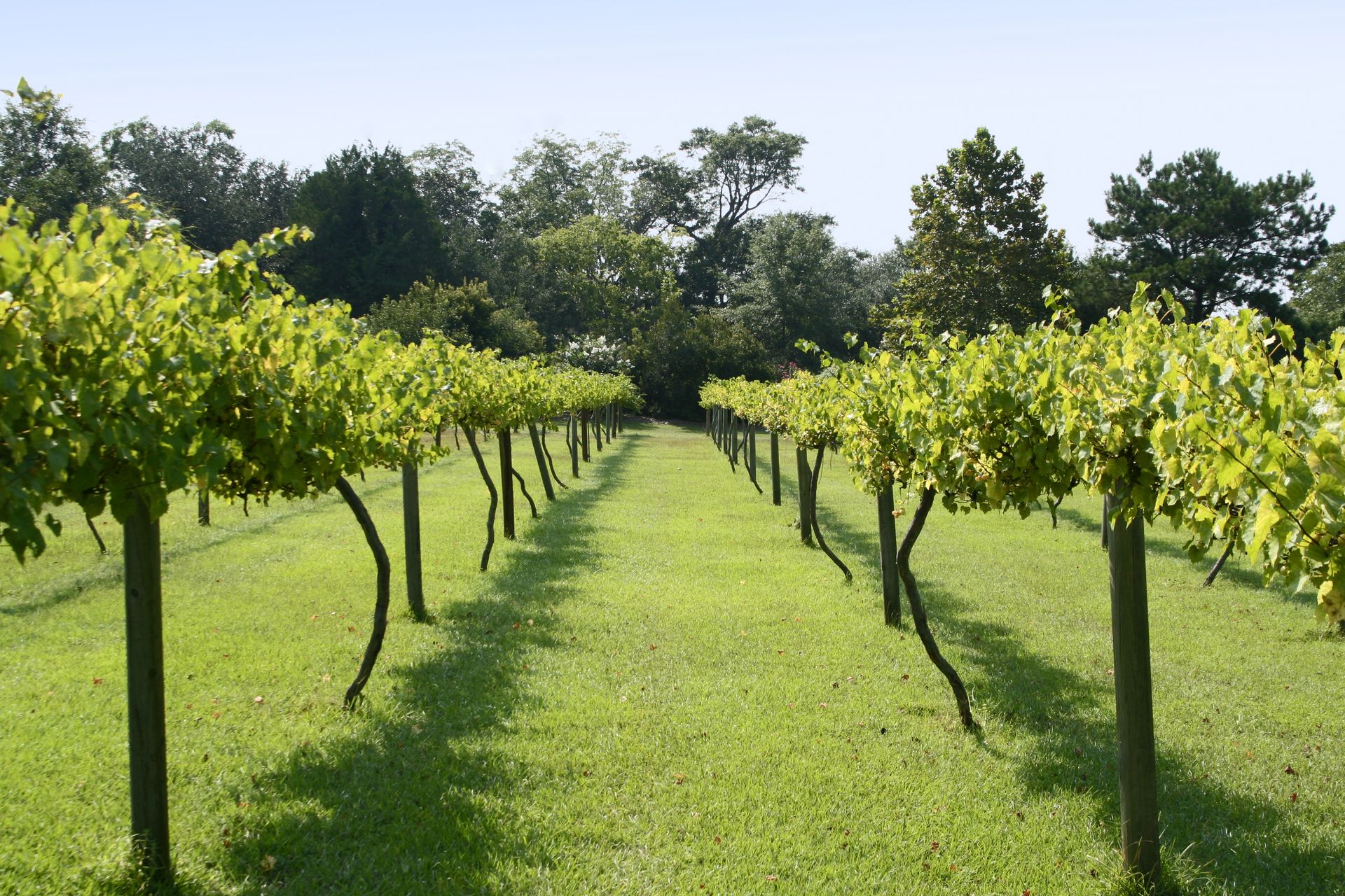 Muscadine Grape Vineyard on a bright sunny day