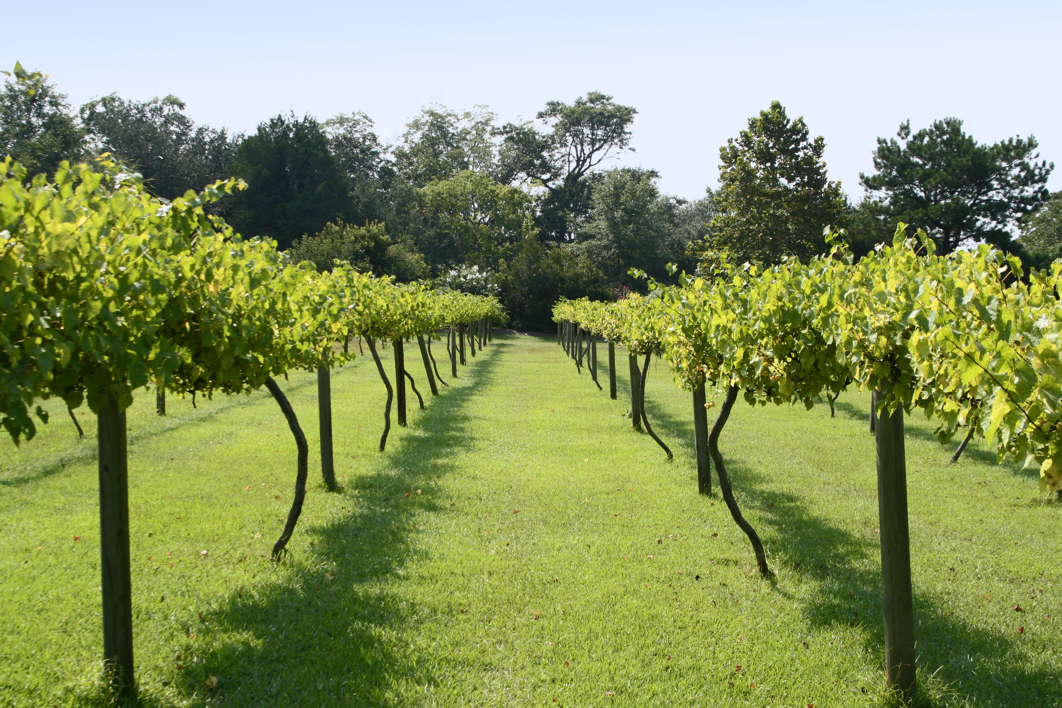 Muscadine Grape Vineyard on a bright sunny day