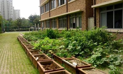 Raised Garden Beds Full Of Greens Outside Of A School Bulding