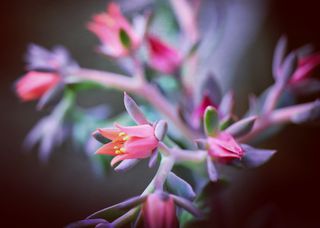 GuruShots - Fragrant Flowers