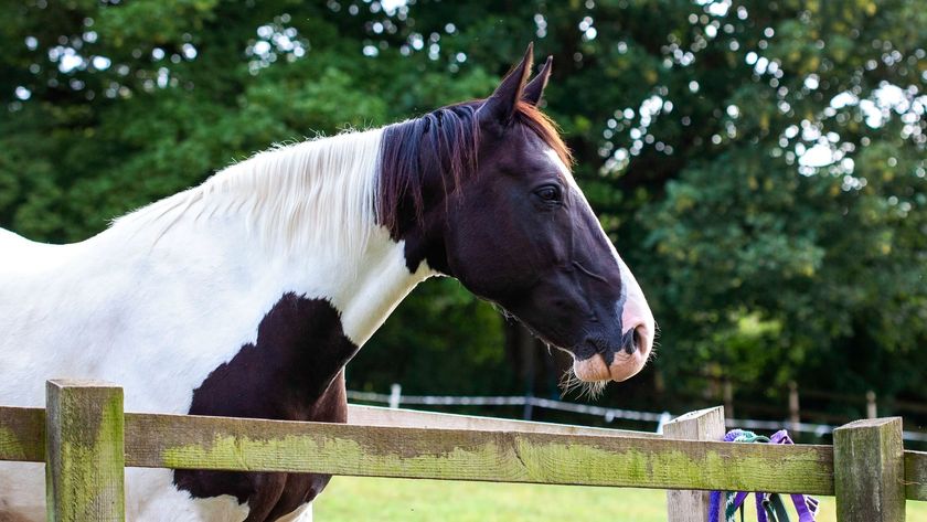 paint horse looking over fence