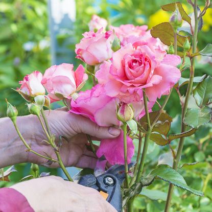 Deadheading and pruning roses in summer