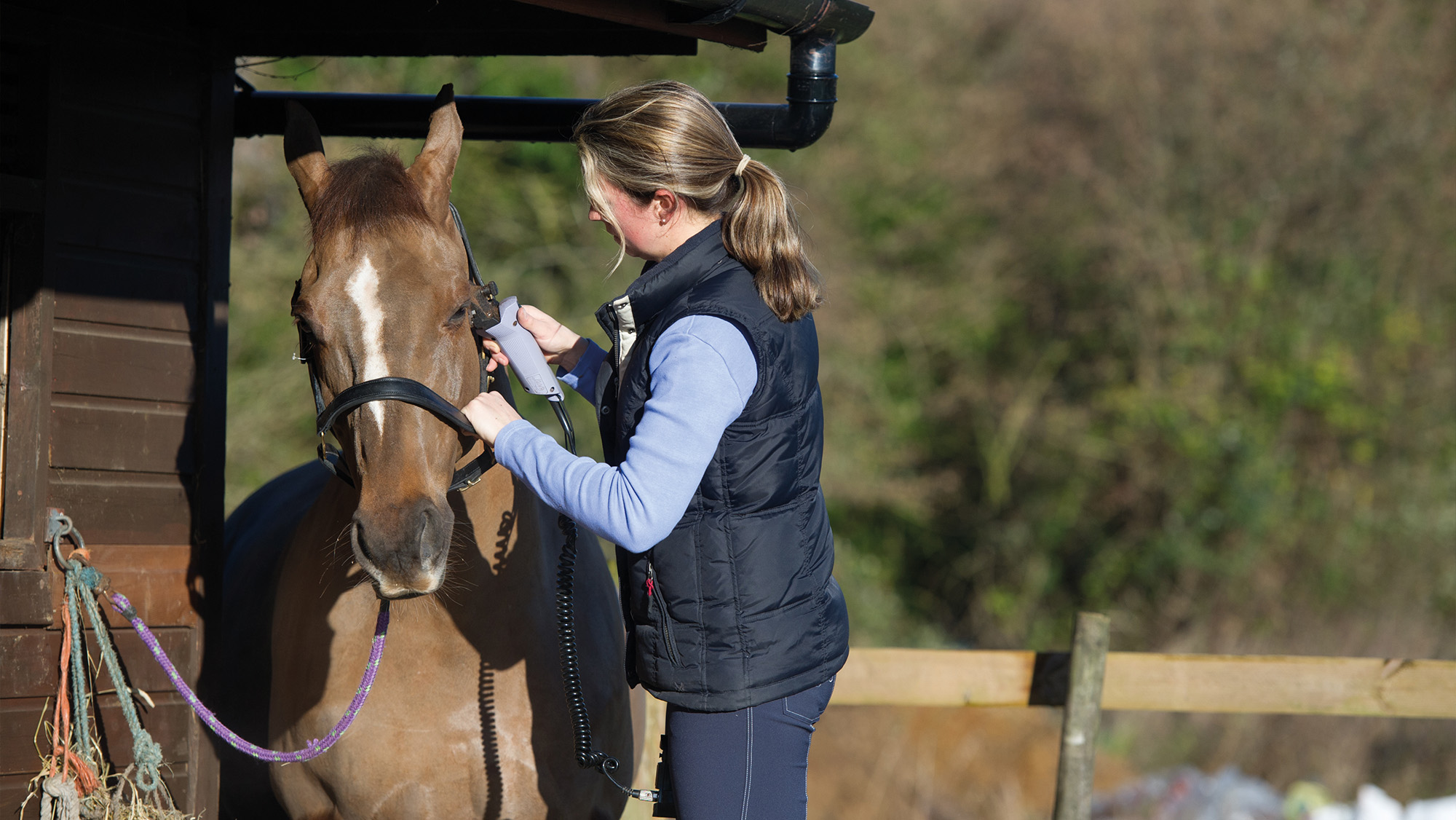 Woman clipping a horse&rsquo;s neck