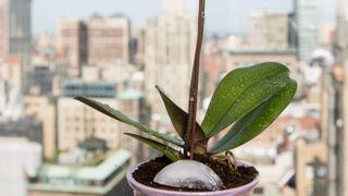 Ice cube in a pot plant for perfect hydration