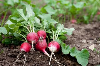 A bunch of freshly harvested radishes on the soil