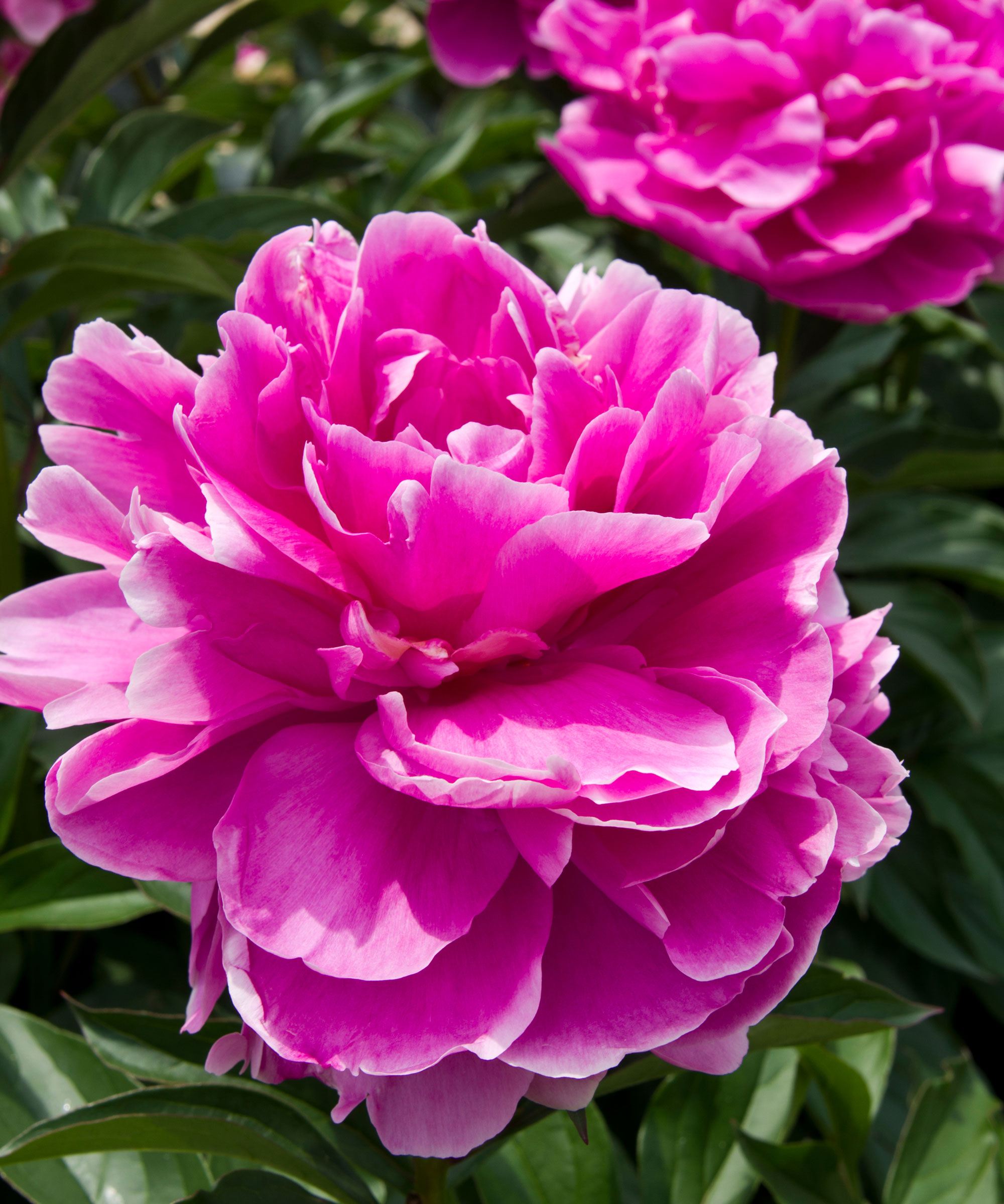 Sarah Bernhardt peonies in full bloom