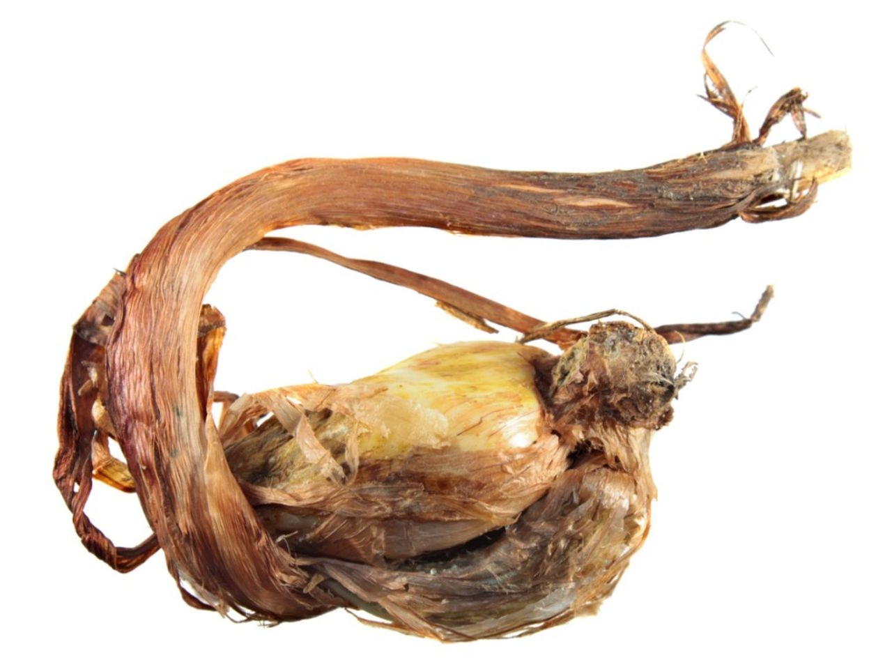 Iris Rhizomes