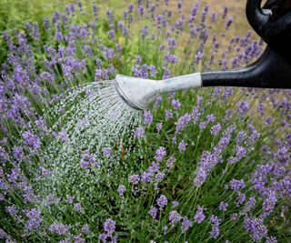 Watering lavender from a watering can