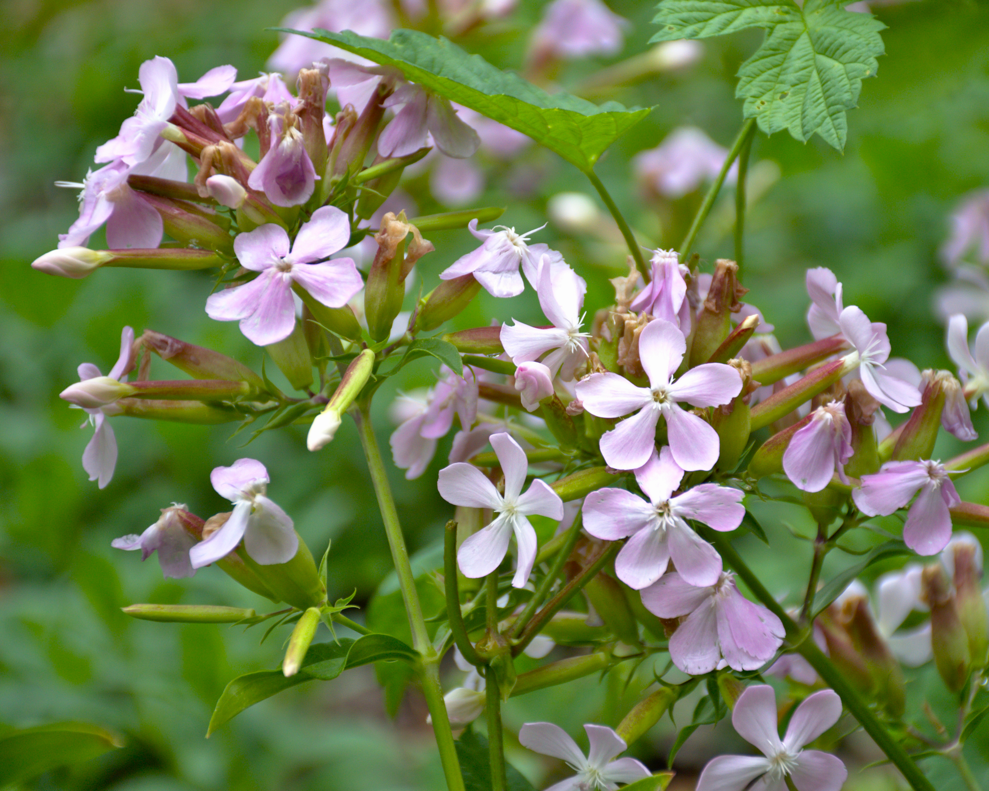 soapwort flowers in bloom