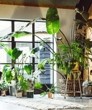 Large bird of paradise plant in a pot in a contemporary apartment