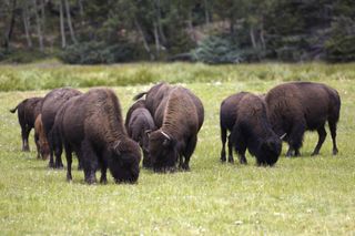 Herd of Bison, Kaibab Plateau, Grand Canyon North