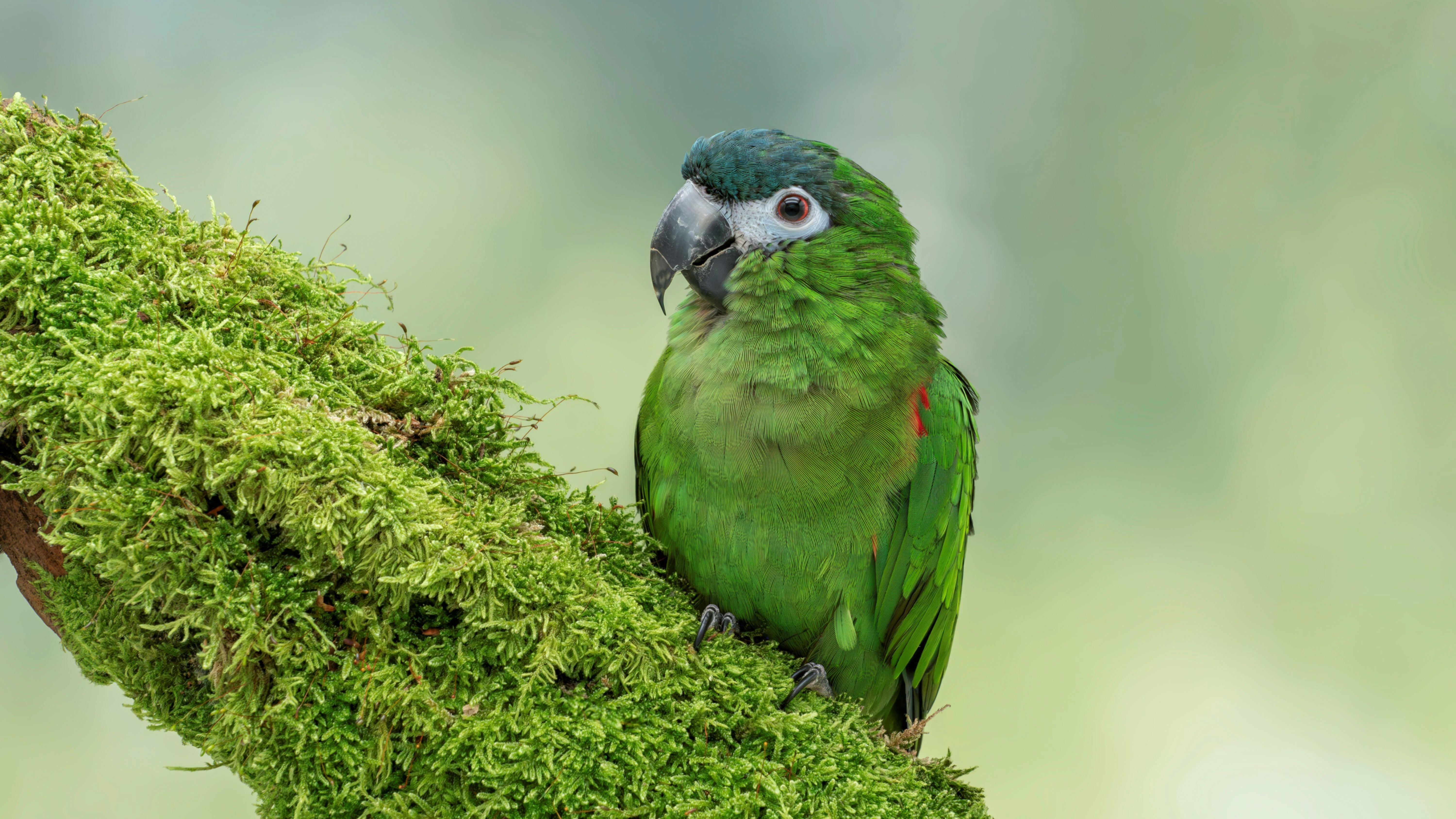 Hahn's macaw
