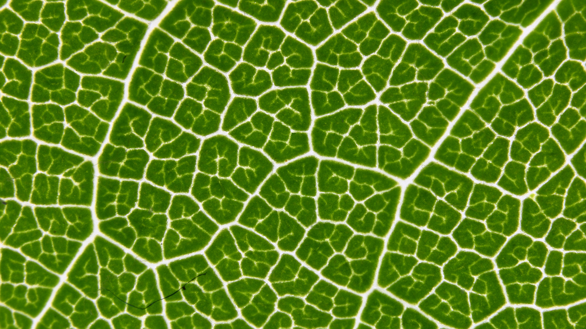 Close-up of leaf taken with Novoflex Auto Macro Bellows