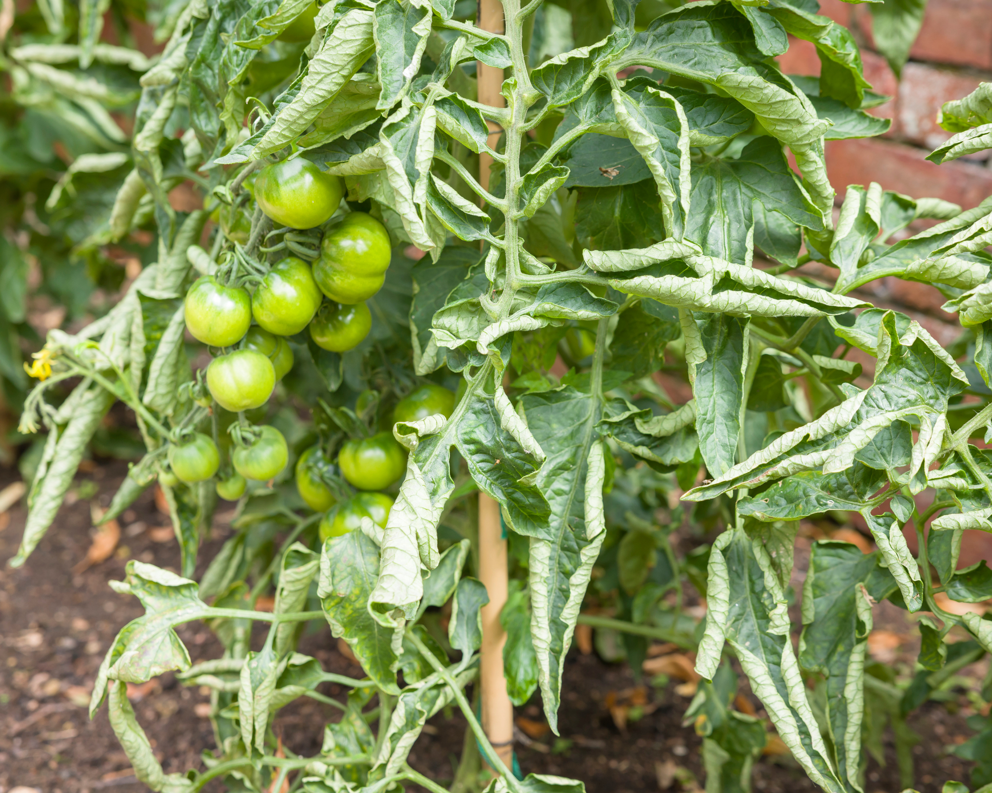 tomato plant with curling leaves