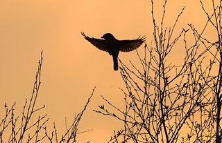 Great Grey Shrike Lanius excubitor silhouetted at dusk Kelling Heath Norfolk