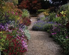 garden borders in autumn
