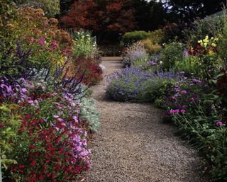 late season flowers in colourful garden borders