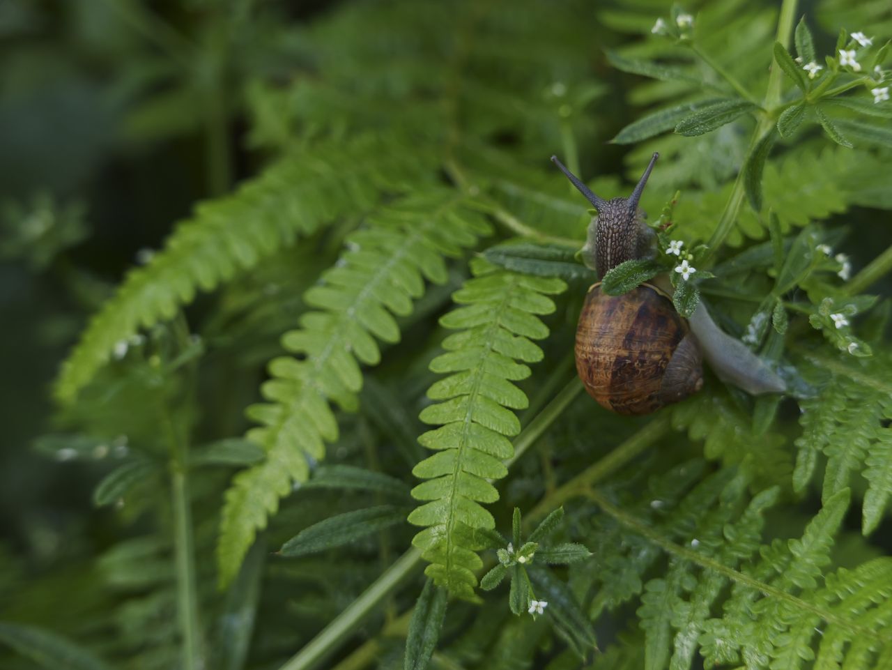 Sample image taken with the Panasonic Lumix L10; closeup of a snail on a leaf