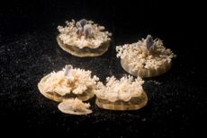 <em>Cassiopea</em> jellyfish, known as upside-down jellyfish for their preferred position, appear to sleep at night. 