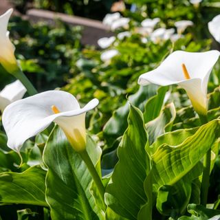 White Calla Lilies Yiming Chen GettyImage 1826185983