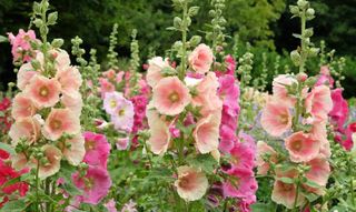 Beautiful hollyhocks growing in garden