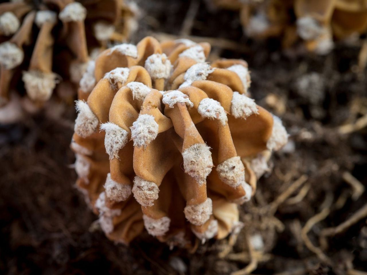 Brown Soft Cactus Plant