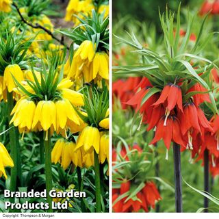 Fritillaria Imperialis Duo