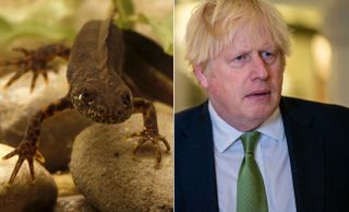 A great crested newt and Boris Johnson