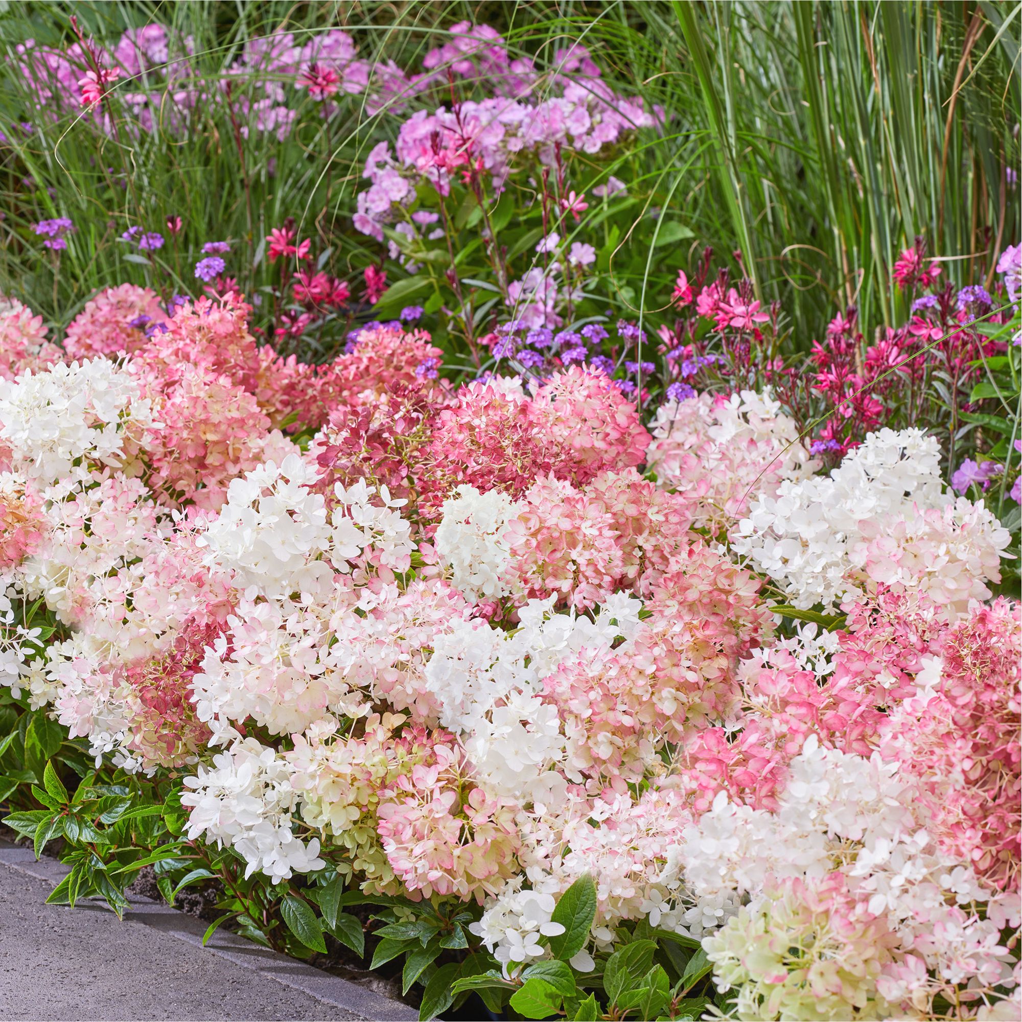 Hydrangea paniculata 'Groundbreaker&amp;reg; Blush' growing in garden border