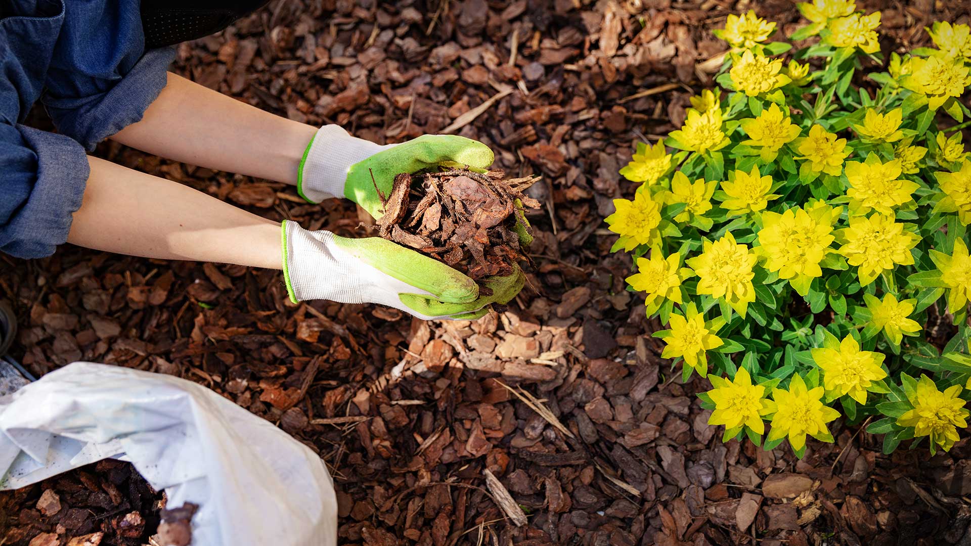 mulching around yellow flowers