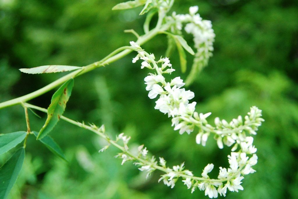 White Sweetclover Plants