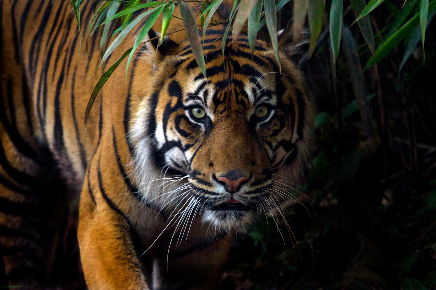 Tigers The Largest Cats in the World Live Science