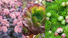 Best types of succulent: sedum, aeonium, sempervivum