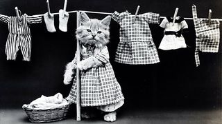 Cat hanging up clothes on a washing line